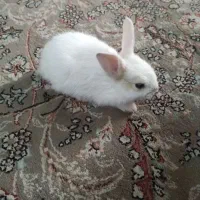 بچه خرگوش کوچیک سفید