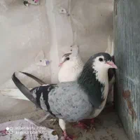 کفتر|پرنده|قم, انسجام|دیوار