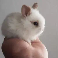 خرگوش معدب بامعرفت