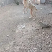 خراسانی