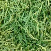 سبزی خشک ترخون