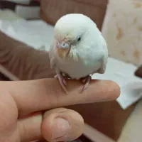 جوجه مرغ عشق دستی