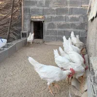 خروس پنج ماهه