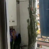 گل افوربیا