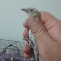 سهره