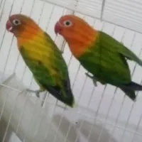 جفت کوتوله مولد یووینگ