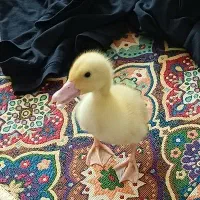 جوجه اردک
