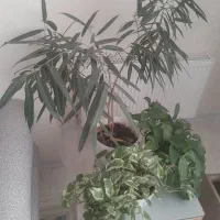 تعداد۳‌عدد‌گل‌