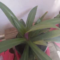 گل زیبا