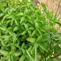 باکس کاشته شده ریحان