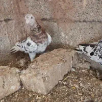 کفتر هفت‌رنگ زرد