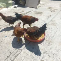 مرغ خروس جوان