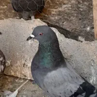 کفتر پرشی