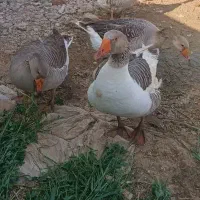 غاز|حیوانات مزرعه|بمپور, |دیوار