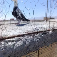 سوسکی بزک