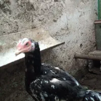 مرغ لاری یک‌ساله