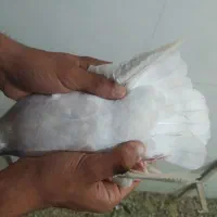 کفتر|پرنده|داراب, |دیوار