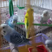 دو تا نر و دو تا ماده و شش جوجه