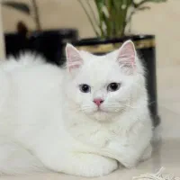 گربه خاکستری و سفید نژاد دار