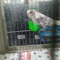 دوعدد مرغ عشق