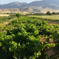 سبزیکاری‌احمدی‌لیلمانج