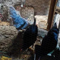 مرغ وخروس