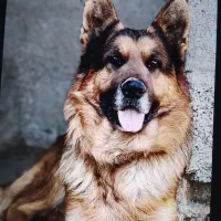 سگ ژرمن نر