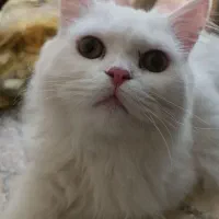 دوعددگربه