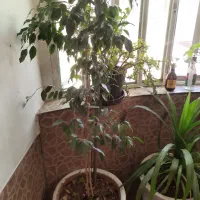 فروش گلهای آپارتمانی و کاکتوس