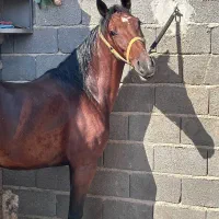 اسب مادیان نژاد کرد