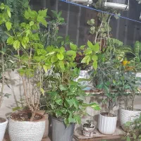 فروش فوری انواع گلهای طبیعی اپارتمان ومغازه