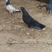کبوتر