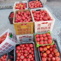 فروش گوجه وخیار محلی