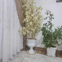 گل خانگی  قیمت ۶۰۰۰۰۰۰