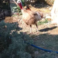 فروش بقلمون ماده بور