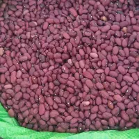 پخش حبوبات خیری کلی جزئی