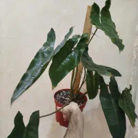 فیلودندرون برگ انجیری