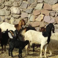 بز زایده فروشی