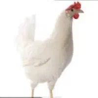 مرغ تخم گذار