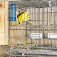 جفت راهب مولد سالنی