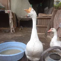 یک جفت غاز نر وماده بالغ