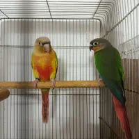 گرینچیک دم تخم