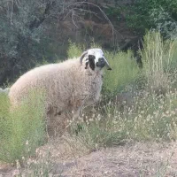 بره نر