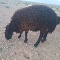 قوچ افشار