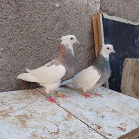 کفتر طوقی جفت