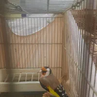 سهره نر رام هزار