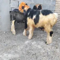 برع