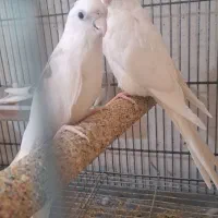 طوطی عروس هلندی