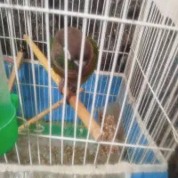طوطی گرینچیک از بچگی پیش خودم بزرگ شده