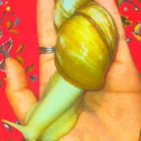 تخفیف عیدانه حلزون بالغ مولد و سوپر مولد کوکوپیت